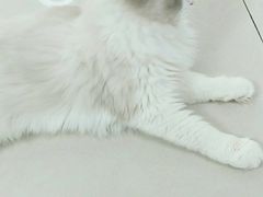 -鼓捣猫呢主题猫咖店
