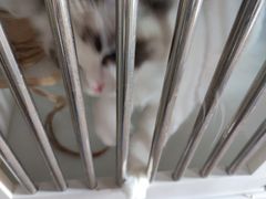 -东方名猫馆·英短金渐层布偶猫舍(环线广场1号楼店)