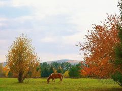 -莫尔道嘎国家森林公园