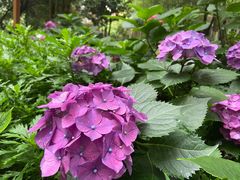 -铁山坪森林公园