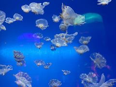 -左海海底世界
