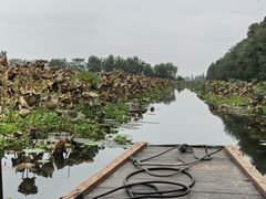 -洪湖生态旅游区