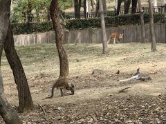 -合肥野生动物园