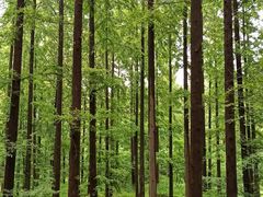 -黄海国家森林公园