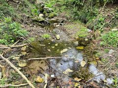 -素山寺森林公园