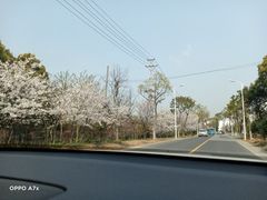 -香雪海