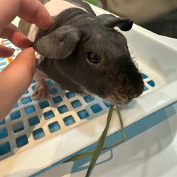 -Moni星球萌宠·小马宝莉·灵蛇·高端高阶全萌宠互动体验俱乐部(红豆国际广场店)