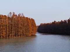 -上海海湾国家森林公园