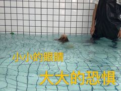 -柚子宠物(伊珊娜调理店)