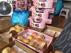 -南汇新场正宗水蜜桃采摘