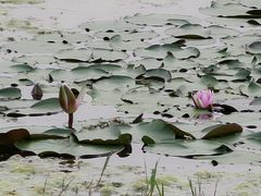 -上海鲜花港