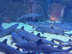 -烟台海昌鲸鲨海洋公园