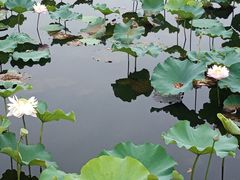 -荷塘月色湿地公园·向阳花洲