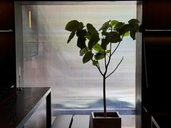 -MEDISN·药厂