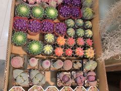 -双季花艺园艺市场(浦东店)
