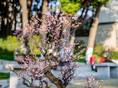 -南京古林公园