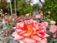 -人民公园(罗湖区)