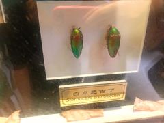 -上海昆虫博物馆