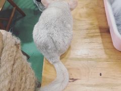 -藦茜花园宠物主题亲子互动体验馆(国顺东路店)