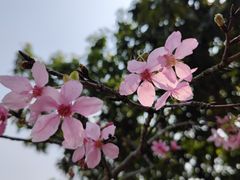 -聚龙山公园