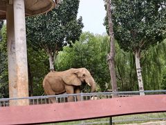 -石家庄市动物园