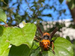 -南紀白浜 浜千鳥の湯 海舟