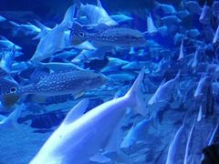 -成都浩海立方海洋公园