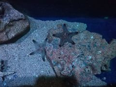 -暹罗海洋世界