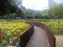 -陈家山荷花公园