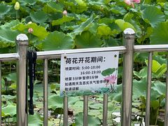 -黄兴公园