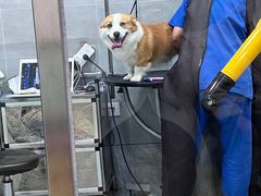 -宠福鑫康馨动物医院·骨科·眼科