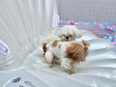 -帕帕拉兹宠物(亚洲旗舰店)