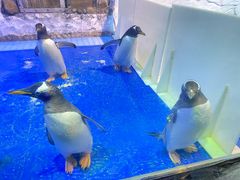 -芜湖新华联大白鲸海洋公园