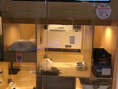 -屋虎猫馆(宝安大仟里店)
