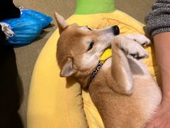 -逗柴咖啡屋·狗咖猫咖宠物桌游