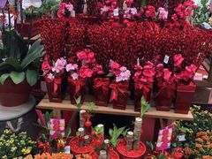 -爱雍·乌节