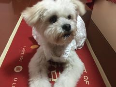 -安安宠医宠物医院·异宠·犬猫内科(岳阳分院)