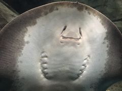 -苏州海洋馆