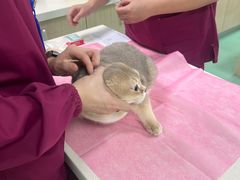 -北京观赏动物医院·24小时大型综合·猫专科·异宠专科