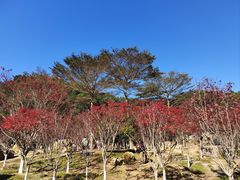 -广州市帽峰山景区