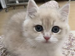 -东方名猫馆·英短金渐层布偶猫舍(环线广场1号楼店)