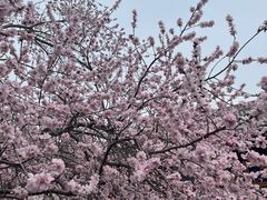-桃花堤公园