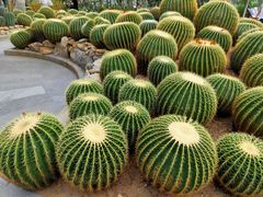 -深圳仙湖植物园