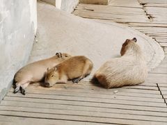 -石家庄市动物园