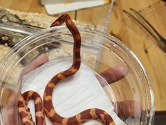 -酷以爬仙阁实体爬宠店·守宫·蜥蜴·专业繁育