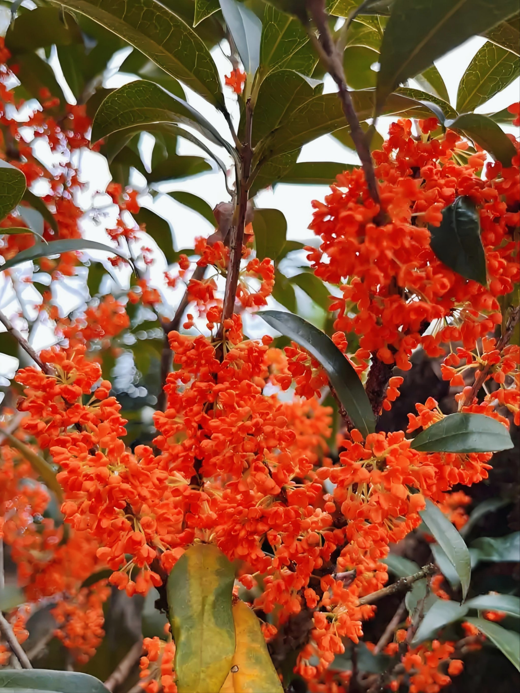 发现高考buff加成神器