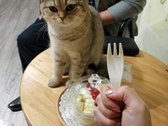 -猫房·猫吧·猫咖(龙湖时代汇店)