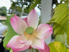 -Chom Cafe and Restaurant