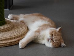 -飞行喵MR PILOT|猫舍·猫咖(静安大融城店)