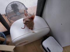 -李小姐の猫咖啡馆(五角场店)